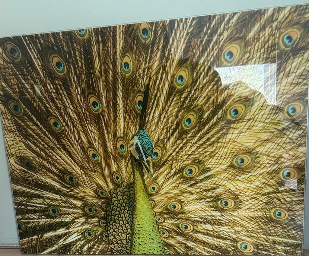 Glasschilderij Pauw 100x75cm - Prachtige Wanddecoratie, Ophalen, Zo goed als nieuw, Overige onderwerpen