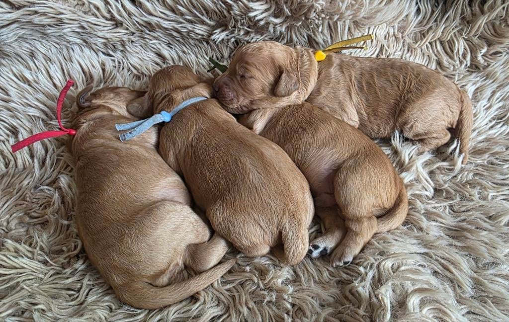 Cockapoo pups F1b, Dieren en Toebehoren, 8 tot 15 weken, Meerdere, Meerdere dieren, Middel