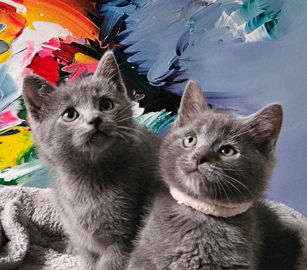 Blauwe Rus/Britse korthaar kittens. Lief en sociaal., Meerdere dieren, Kortharig, 0 tot 2 jaar