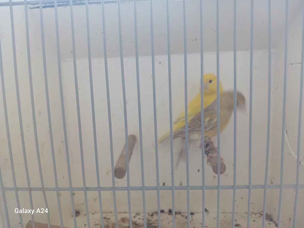 Broedrijp koppel kanari, Meerdere dieren, Kleurkanarie