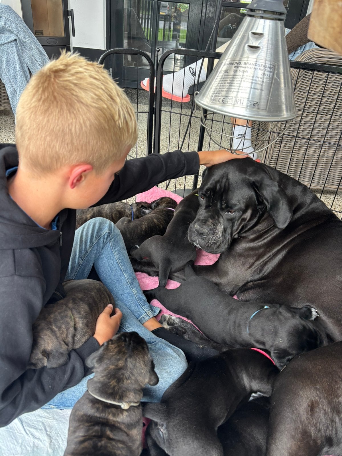 Prachtige Cane Corso pups met stamboom, Overige rassen, 8 tot 15 weken, Meerdere, Meerdere dieren
