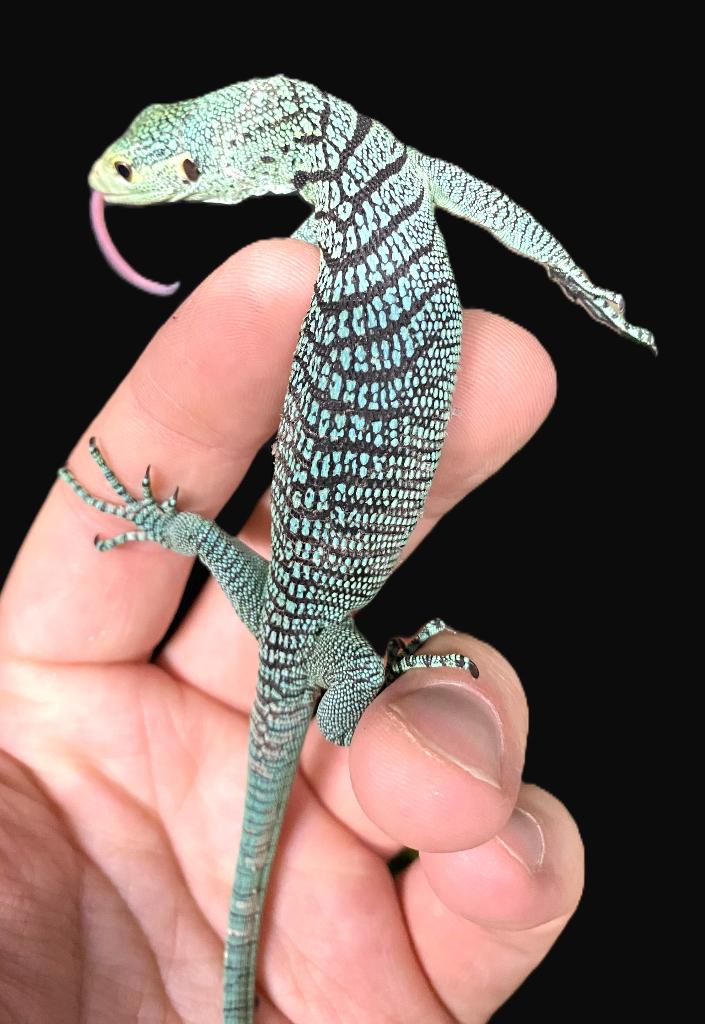 Varanus prasinus, Hagedis, 0 tot 2 jaar