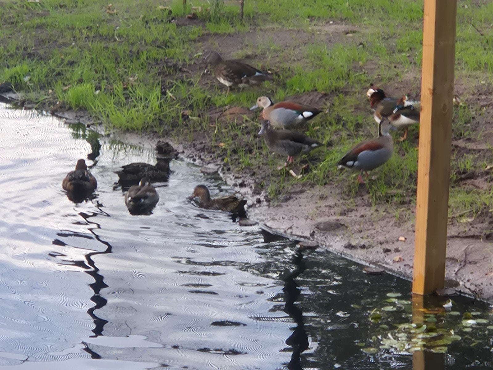 Roodschoudertaling, Meerdere dieren, Eend