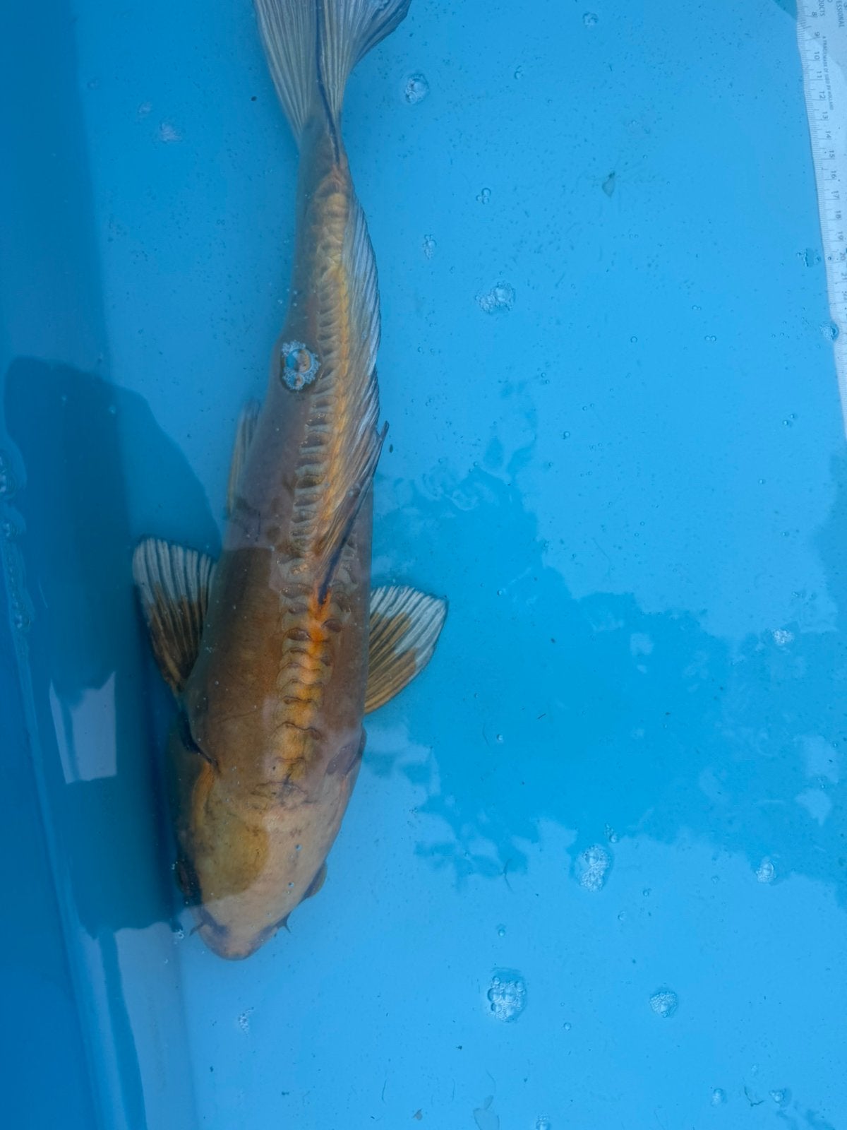 Doitsu Chagoi koi, Dieren en Toebehoren, Vissen | Vijvervissen, Karper of Koi