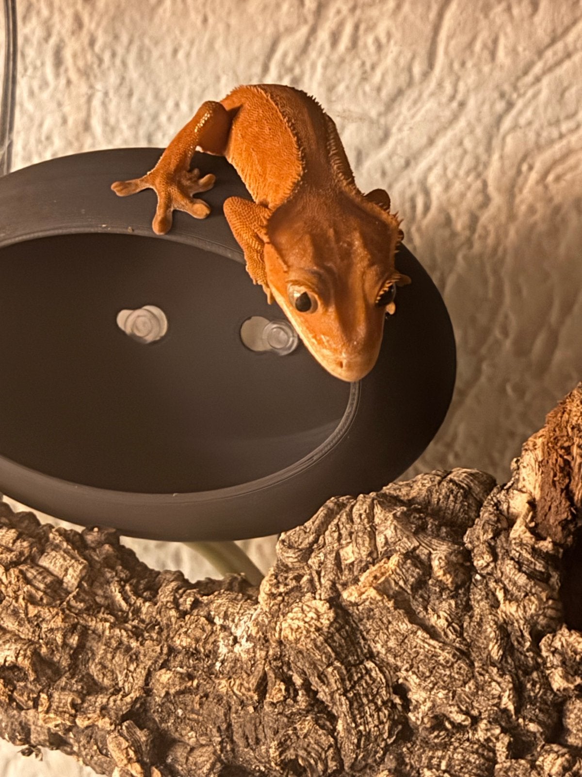 Wimper gekko’s Crested Gecko - female for sale from S