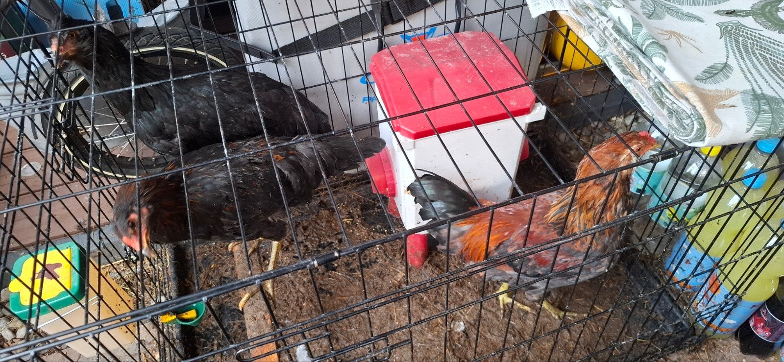 Jonge kippen (mei 2026) Kruisingen Cochin/ Araucana, Dieren en Toebehoren, Meerdere dieren, Kip