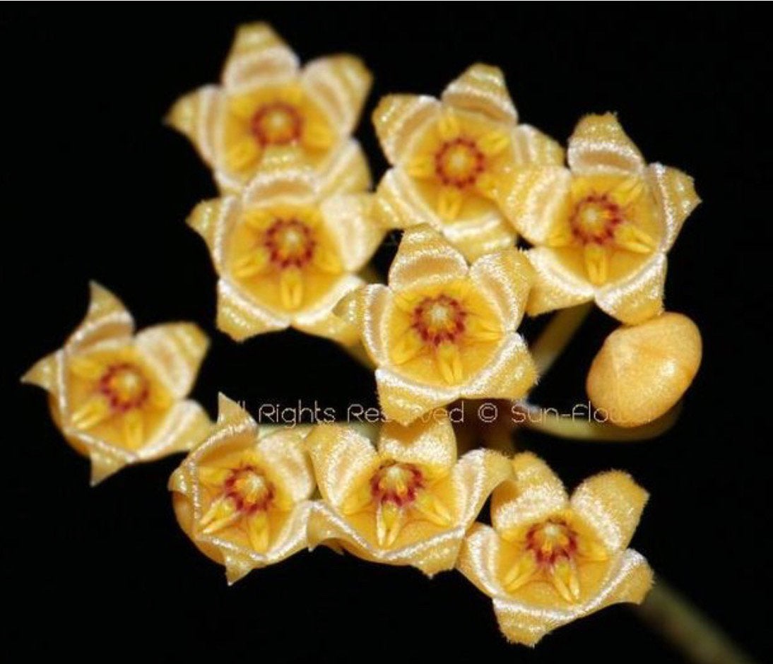 Hoya Pubera, Vaste plant, Halfschaduw, Zomer, Ophalen