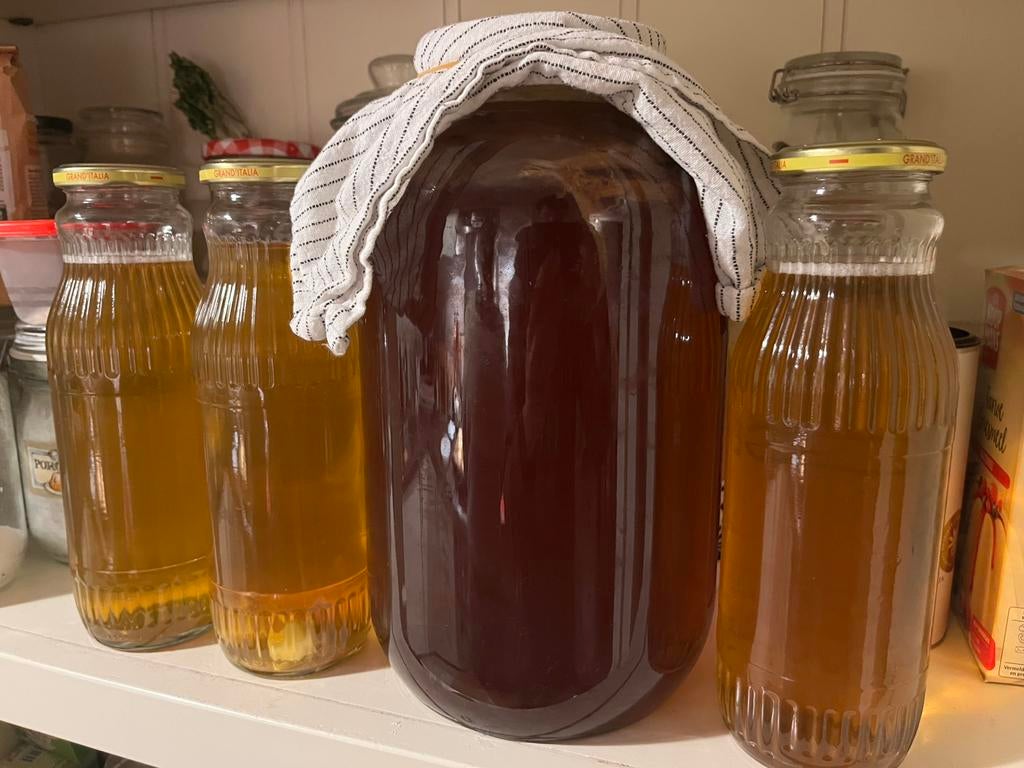 Kombucha scoby, Ophalen