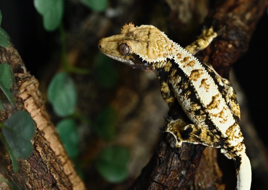 Lieve tricolor wimpergekko man 1.0, Dieren en Toebehoren, Reptielen en Amfibieën, Amfibie, Tam, 0 tot 2 jaar