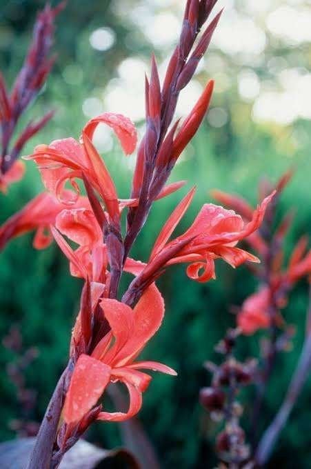 Zaden voor de Canna plant, Ophalen of Verzenden, Voorjaar, Volle zon, Zaad