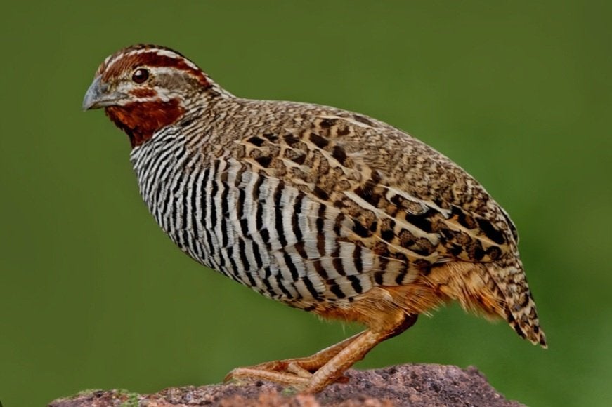 Jungle Bush, Dieren en Toebehoren, Vogels | Overige Vogels, Meerdere dieren
