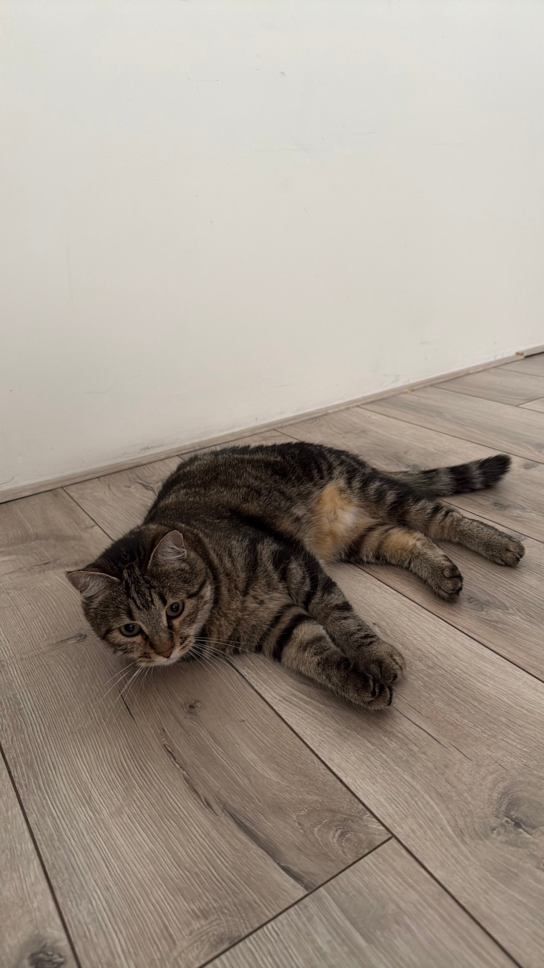 Bugi, Dieren en Toebehoren, Poes, Ingeënt, 3 tot 5 jaar