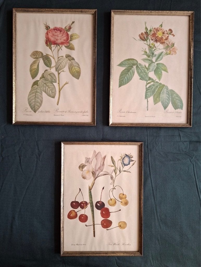 Drie botanische prints rozen P.-J. Redouté/Georg Flegel, Ophalen