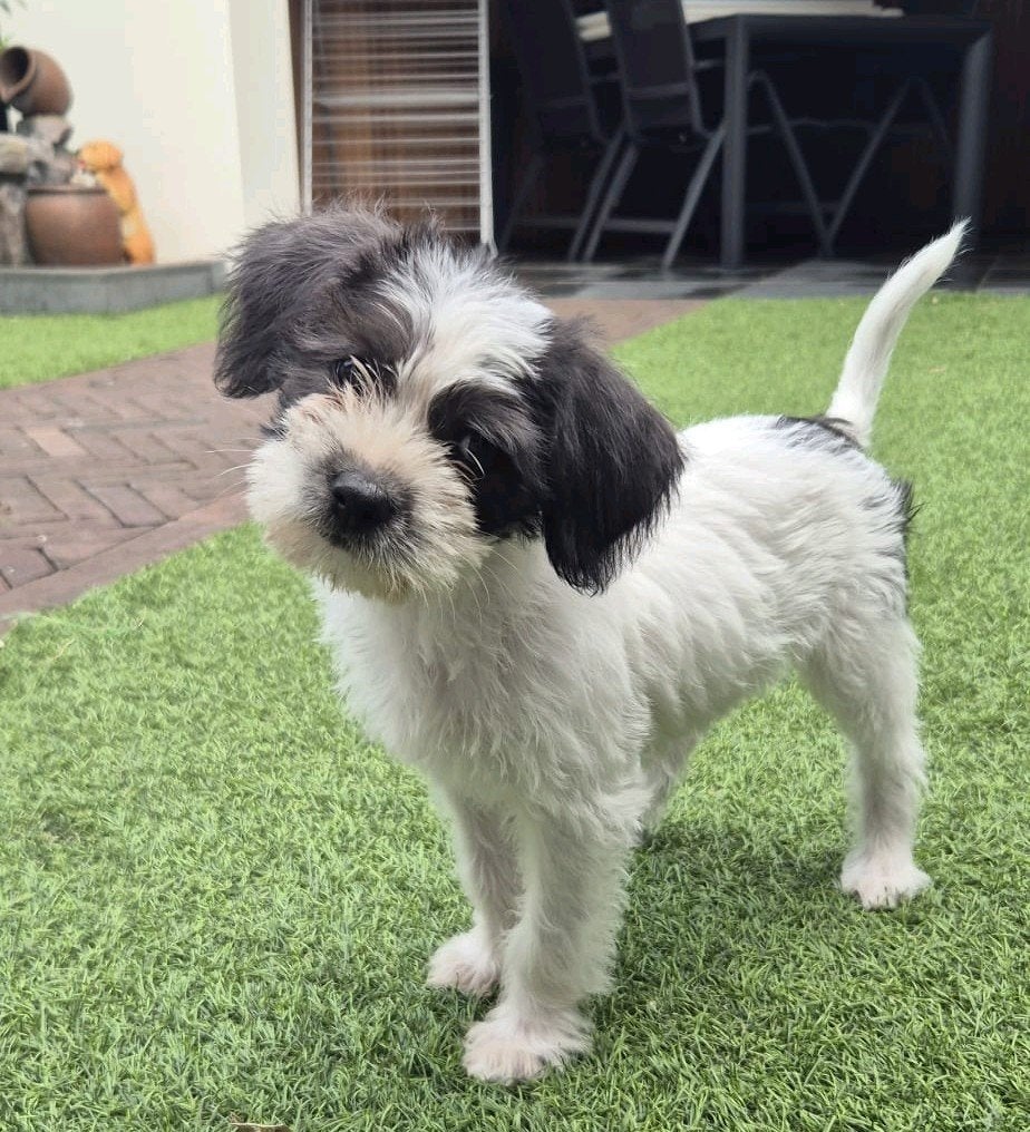 Boomer x Poedel pup, Dieren en Toebehoren, Honden | Niet-rashonden, Parvo, 8 tot 15 weken, Meerdere, Meerdere dieren