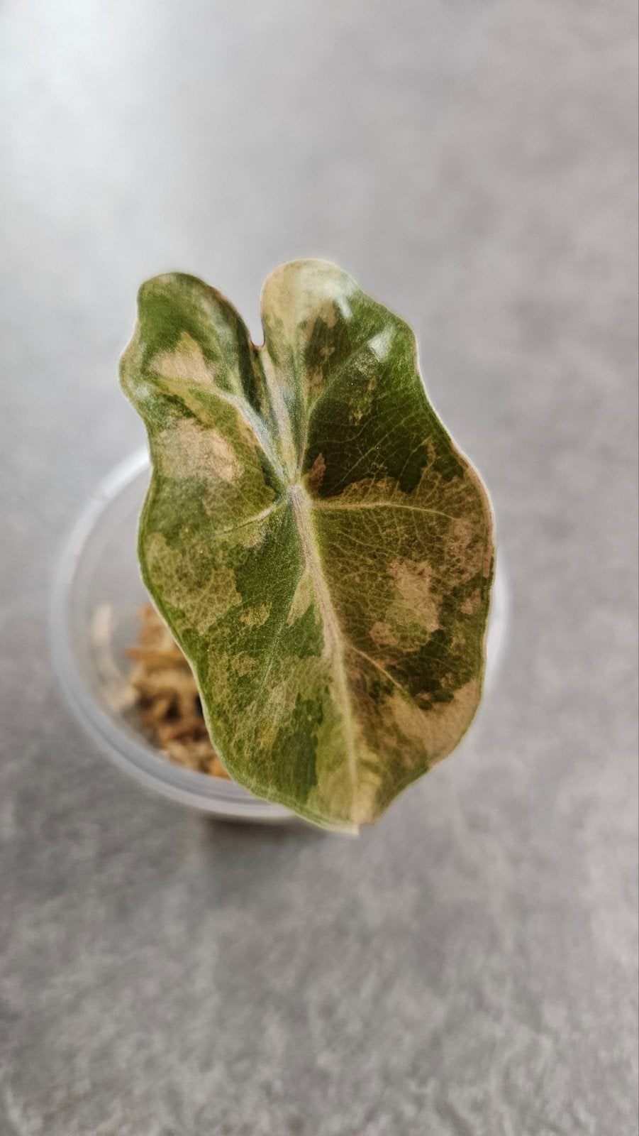 Alocasia 'Pseudosanderiana' Aurea Variegata, Ophalen of Verzenden, Halfschaduw, Minder dan 100 cm