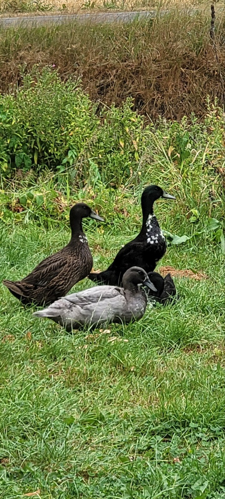 Jonge Loopeenden, Dieren en Toebehoren, Meerdere dieren, Eend
