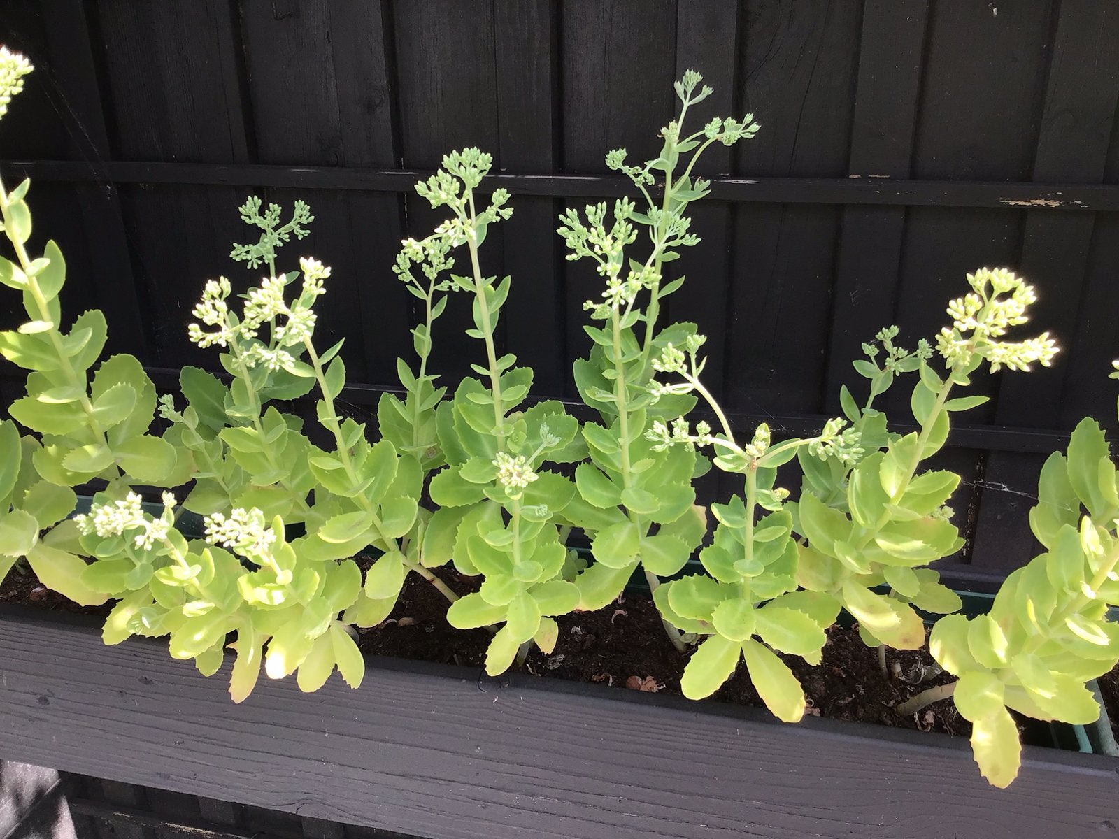 15st Sedum Herbstfreude 35hoog winterhard paars bloem €15, Ophalen, Overige soorten, Volle zon