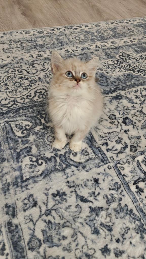 🐾 Prachtige Ragdoll kittens zoeken een liefdevol thuis, Dieren en Toebehoren, Katten en Kittens | Raskatten | Langhaar, Kater