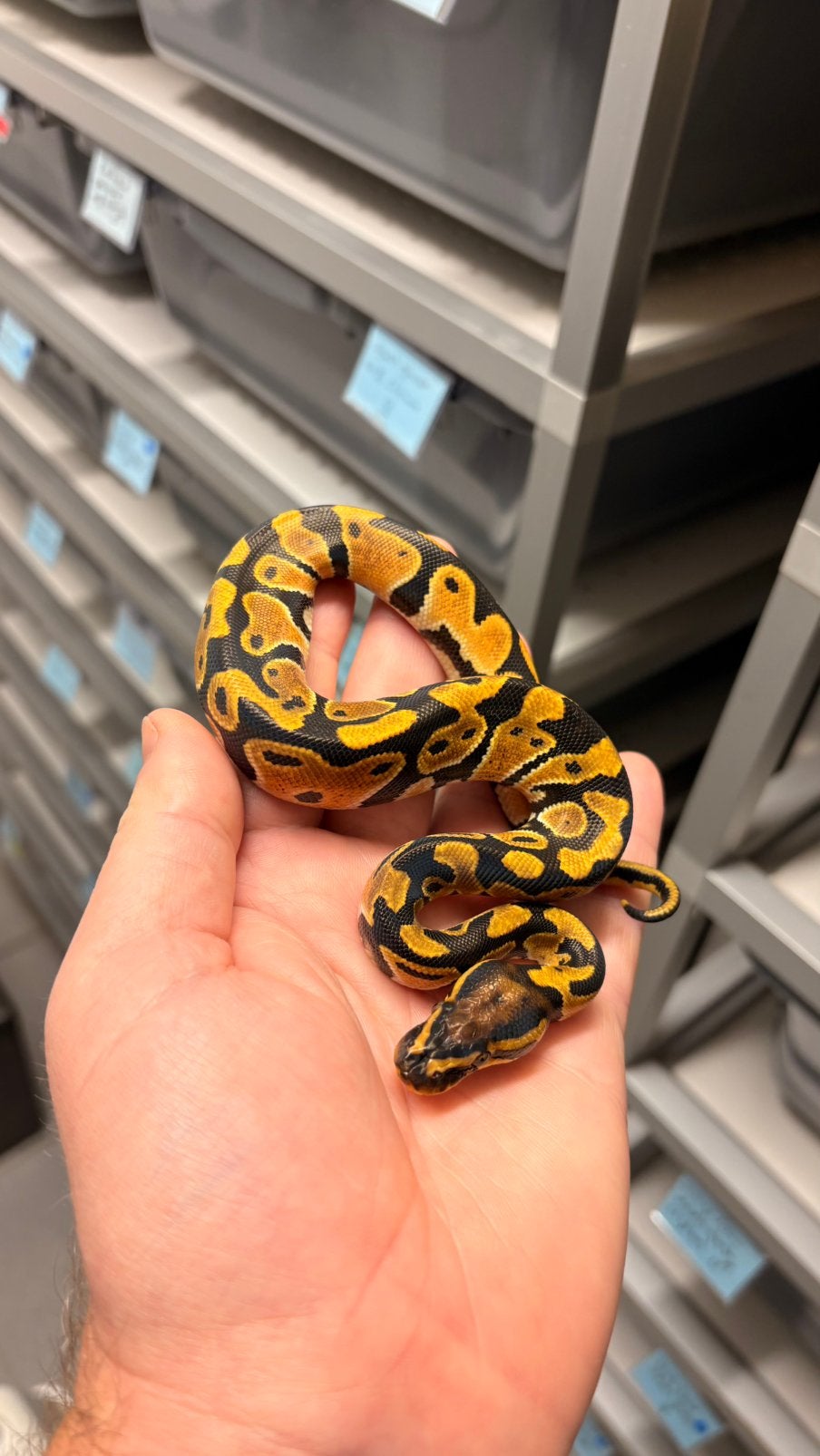 Orange dream 100% het clown ball python