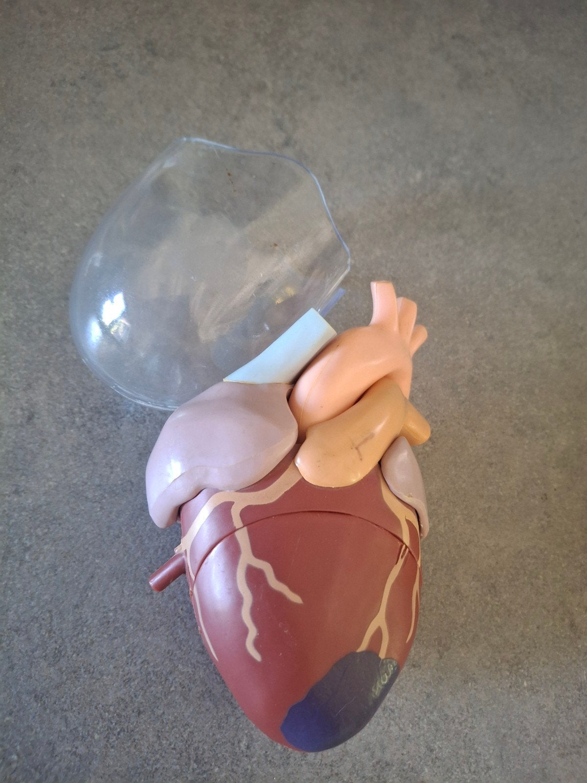 Vintage Anatomisch Hart Model - Educatief & Decoratief, Ophalen of Verzenden