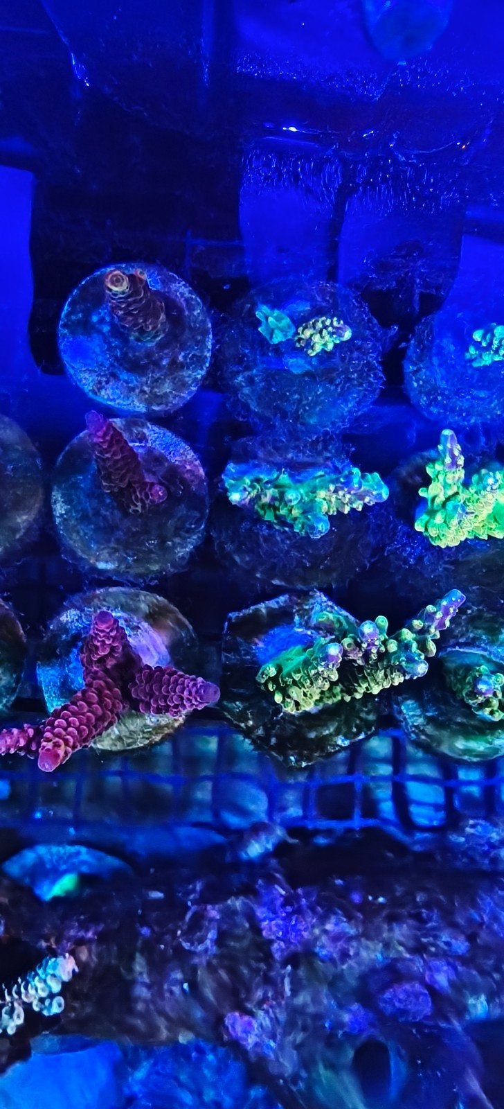 Acropora koraal stekken – SPS, Overige typen