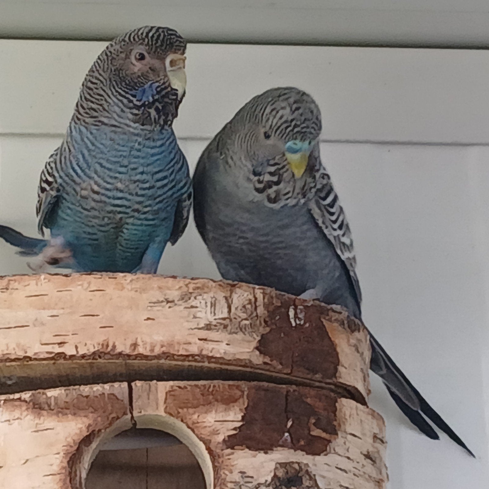 grasparkiet koppel blackface, Dieren en Toebehoren, Vogels | Parkieten en Papegaaien, Meerdere dieren, Parkiet, Geringd