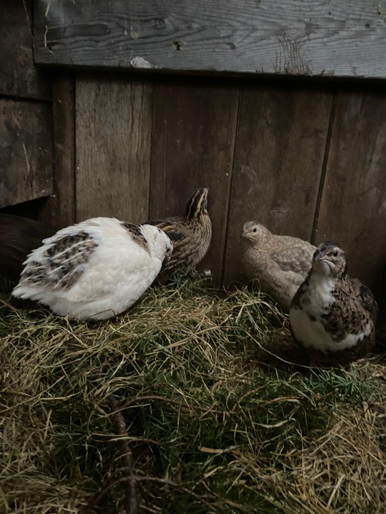 Japanse kwartel kuikens, Dieren en Toebehoren, Pluimvee, Meerdere dieren, Overige soorten