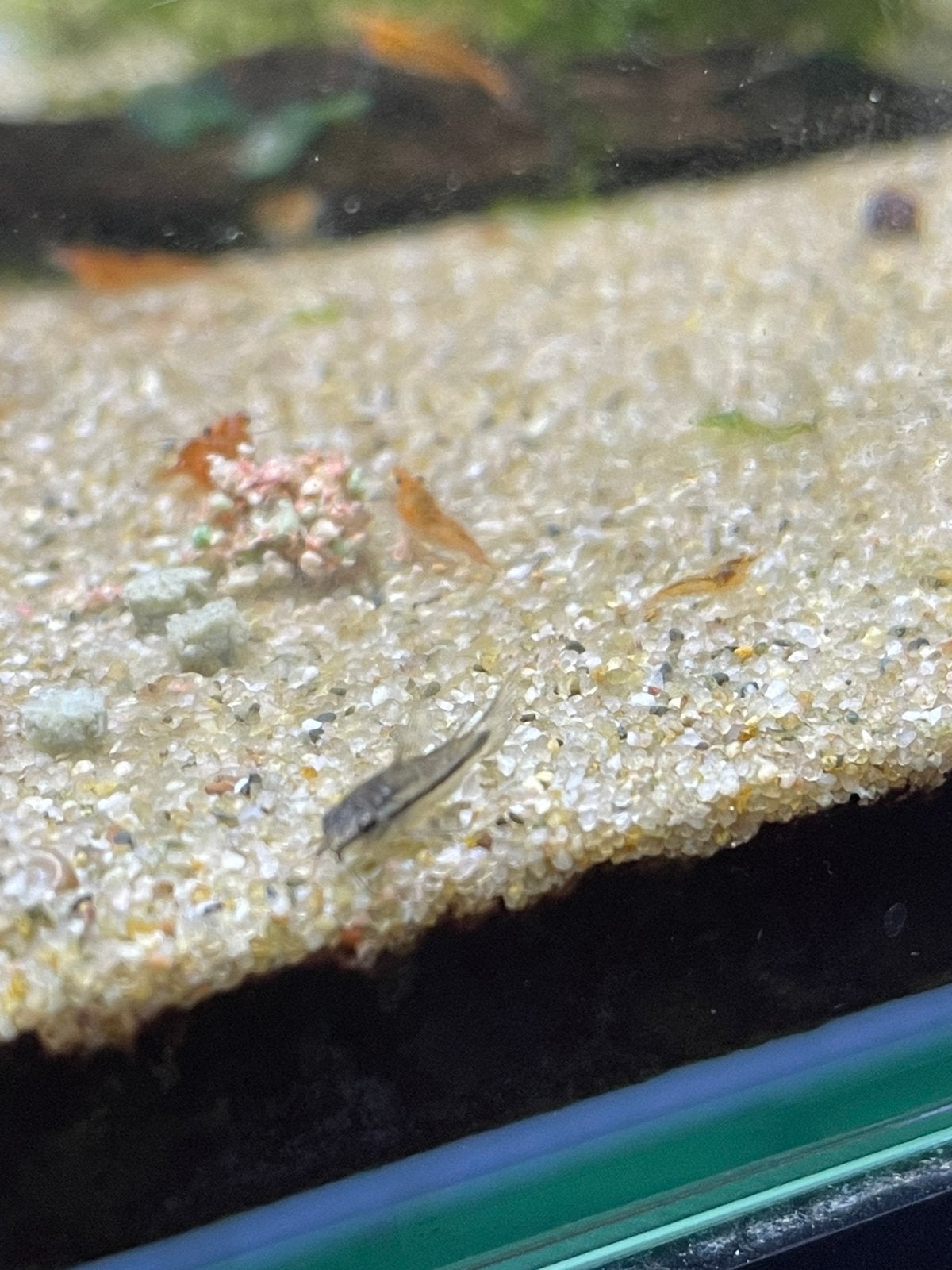 Corydoras pygmaeus (jonge vissen) 10 stuks, Vis, Zoetwatervis, Schoolvis