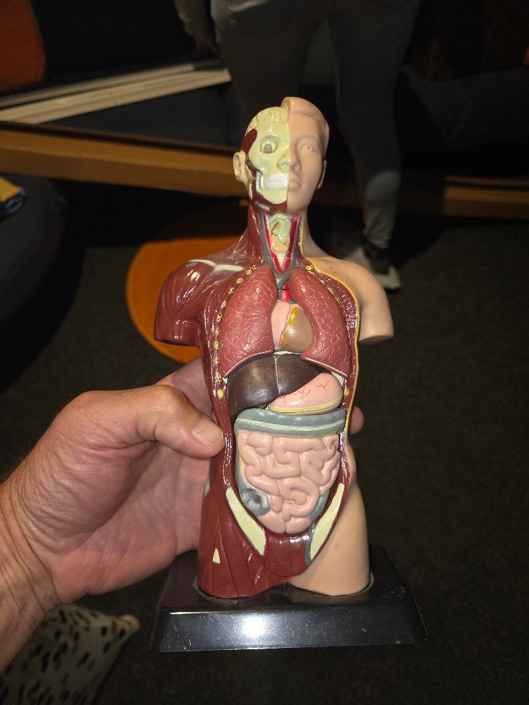 Anatomisch model klein, Diversen, Schoolbenodigdheden, Ophalen, Zo goed als nieuw