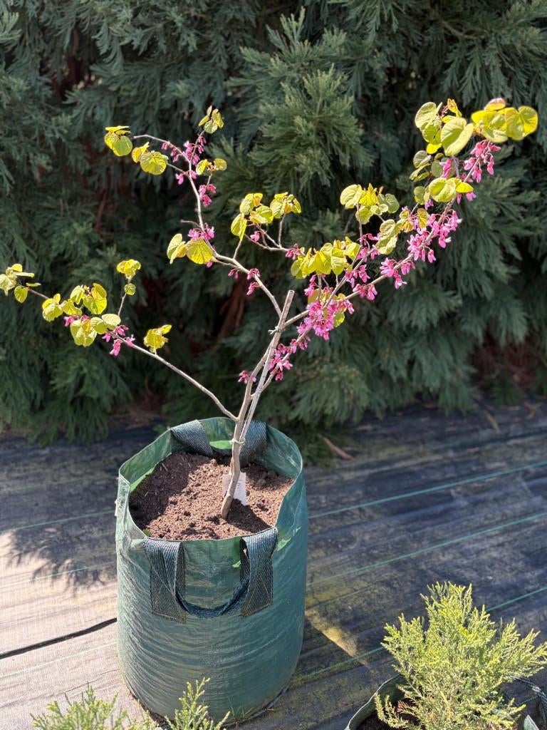 Cercis occidentalis  / Californische judasboom lente bloeier, Tuin en Terras, Planten | Bomen, Overige soorten, Lente, 100 tot 250 cm