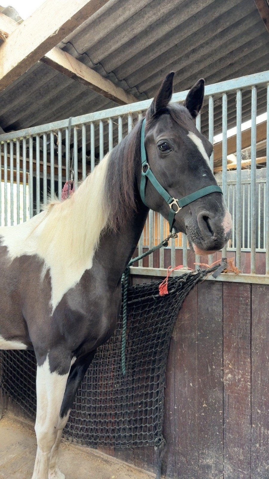 mooie bonte E pony merrie, Dieren en Toebehoren, Minder dan 160 cm, B, 11 jaar of ouder, Recreatiepaard