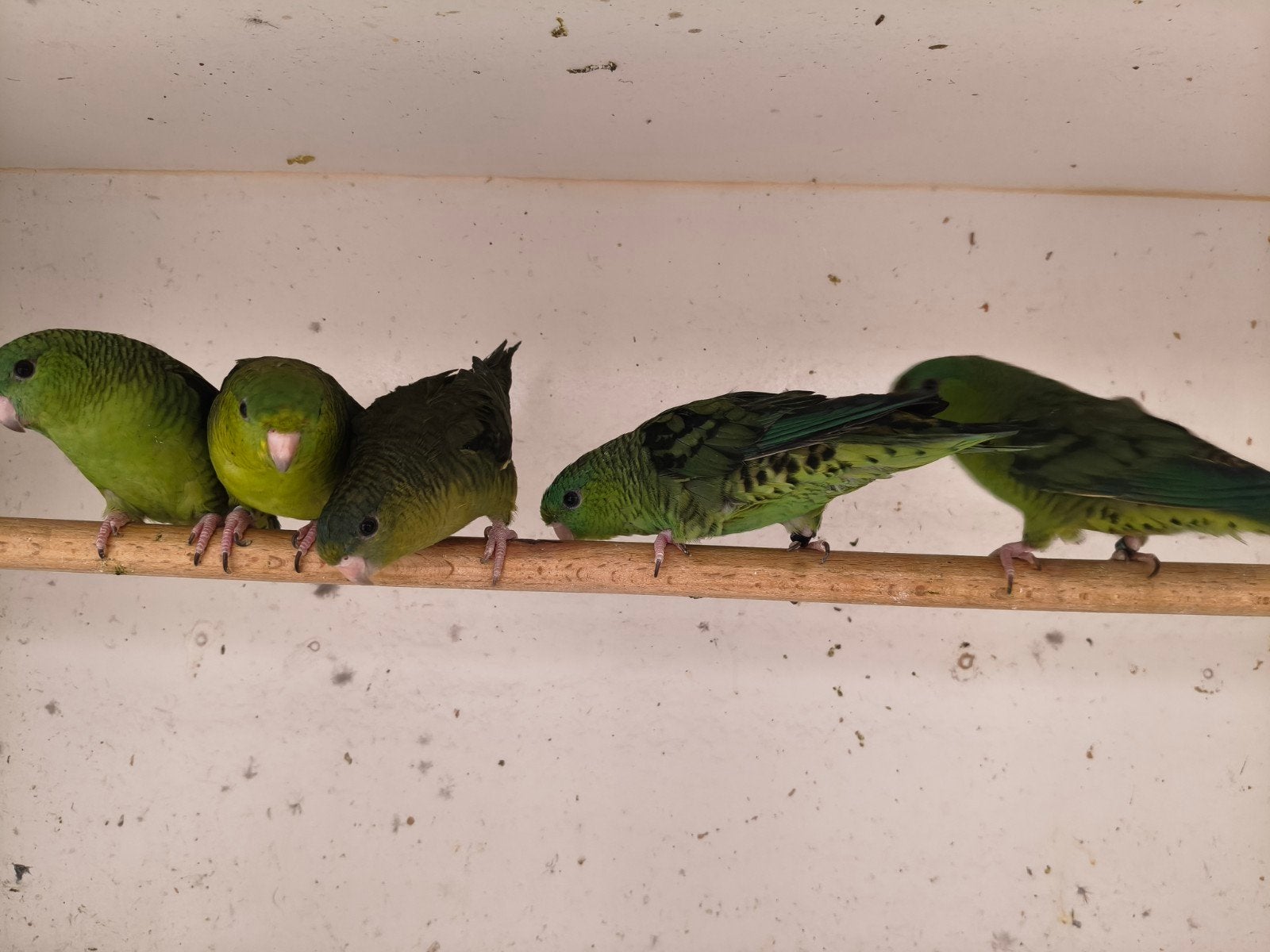 Catharina parkieten mannen en poppen., Meerdere dieren, Dwergpapegaai of Agapornis, Geringd