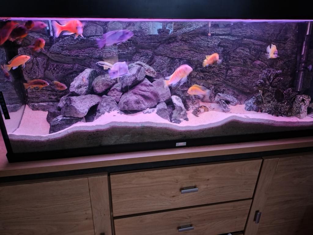 Aquarium 120 cm  met malawi cichliden veel toebehoren, Ophalen of Verzenden, Zo goed als nieuw