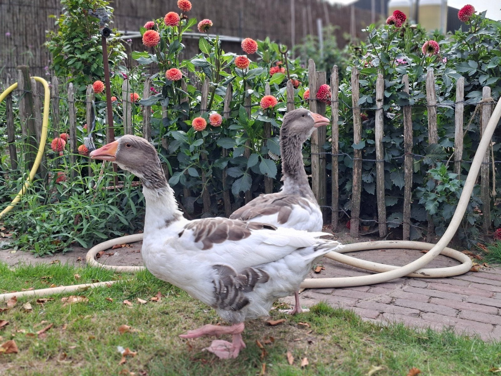 koppel pommerse ganzen, Dieren en Toebehoren, Pluimvee, Meerdere dieren, Gans of Zwaan