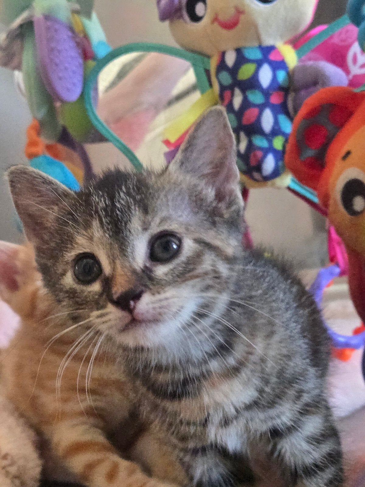 Huiselijke Kittens aanhankelijke Beschikbaar️, Meerdere dieren, Kortharig, 0 tot 2 jaar