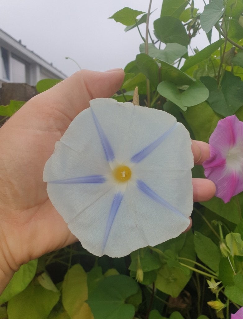 Klimmende winde (zaden) in vele kleuren., Tuin en Terras, Bloembollen en Zaden, Zaad, Voorjaar, Volle zon, Ophalen of Verzenden