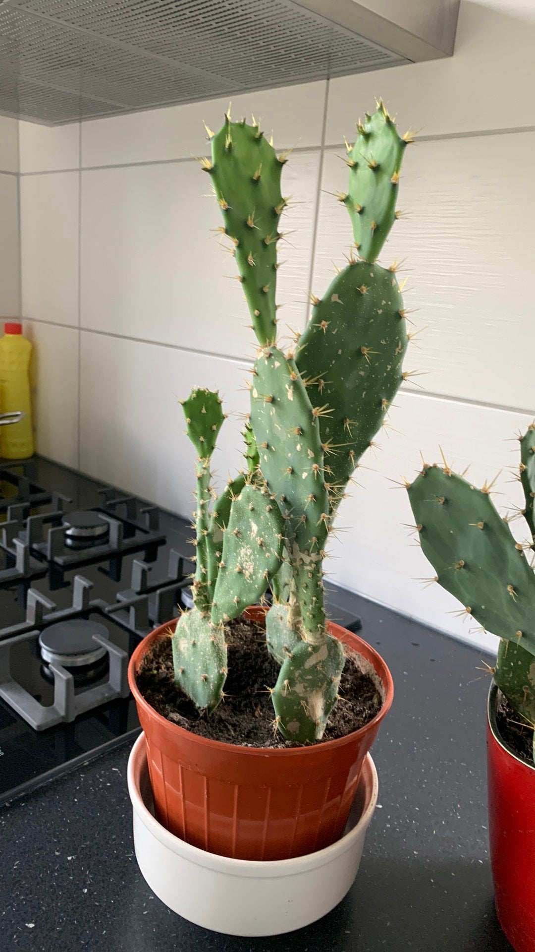 Cactus plant met pot €8, Huis en Inrichting, Ophalen, Cactus, Volle zon, Minder dan 100 cm