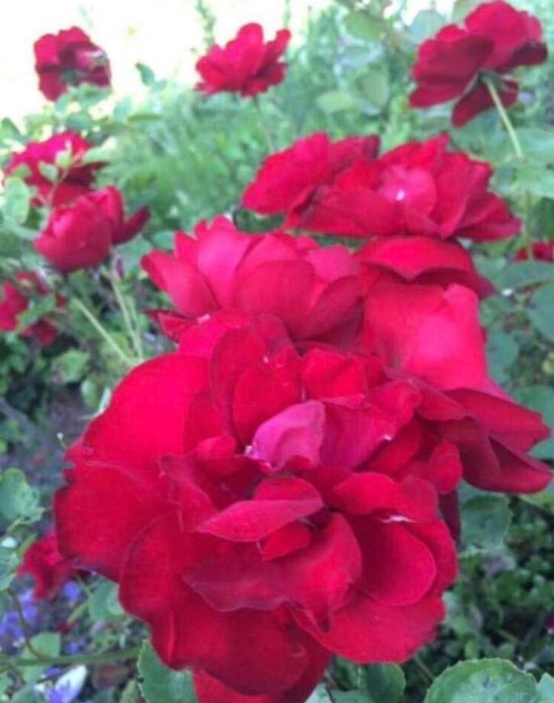 BIO luxe rozen in pot, stekjes, diverse kleuren & geuren, Tuin en Terras, Volle zon, Vaste plant, Ophalen of Verzenden, Klimplanten
