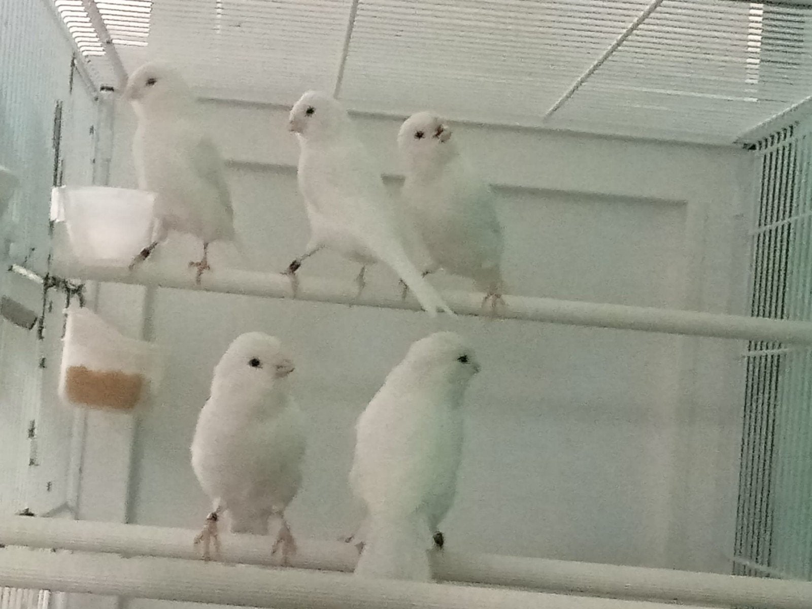 kanarie kleuren te koop €60, Dieren en Toebehoren, Meerdere dieren, Kleurkanarie