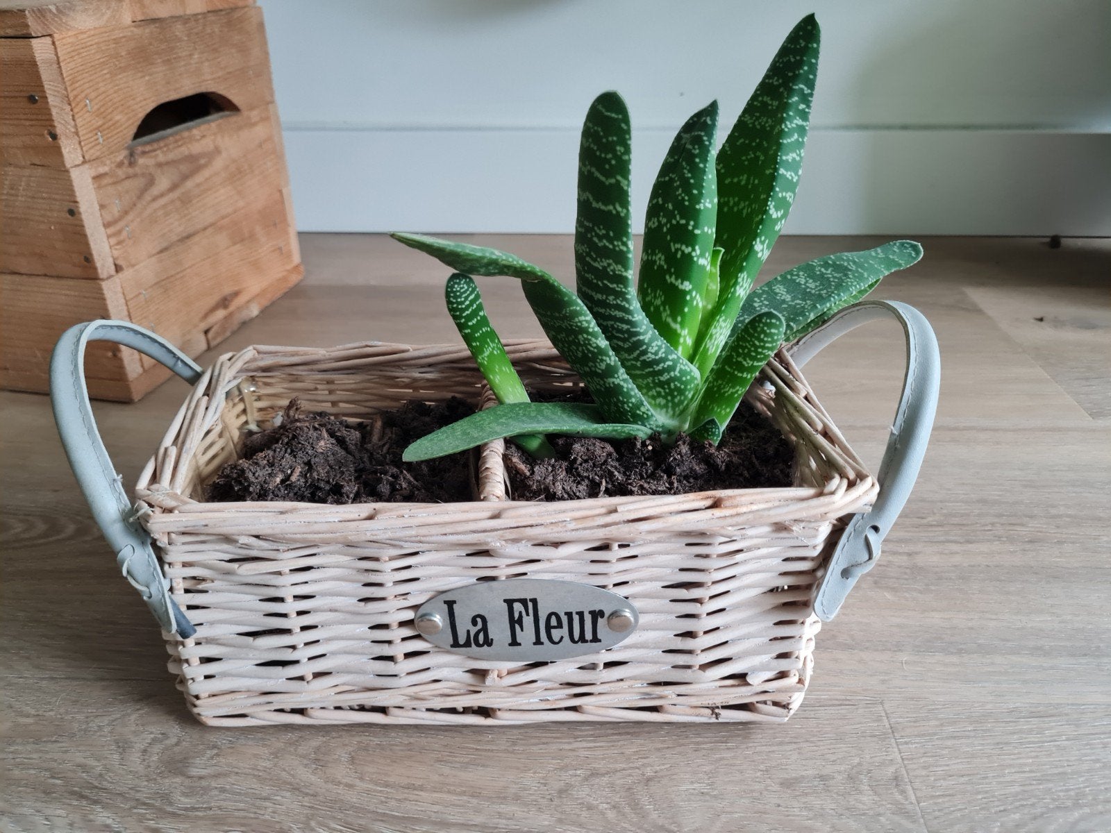 Vetplant inclusief bloembak, Huis en Inrichting, Kamerplanten, Ophalen of Verzenden, Halfschaduw, Minder dan 100 cm