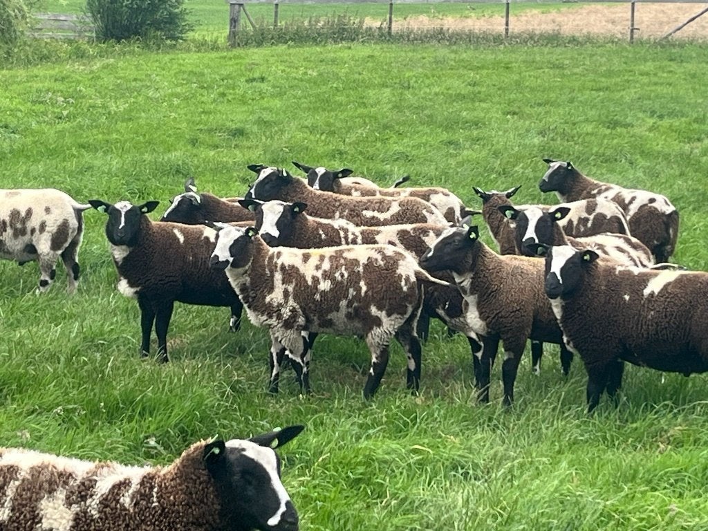 mooie bonte lammeren, Dieren en Toebehoren, Meerdere dieren, Schaap