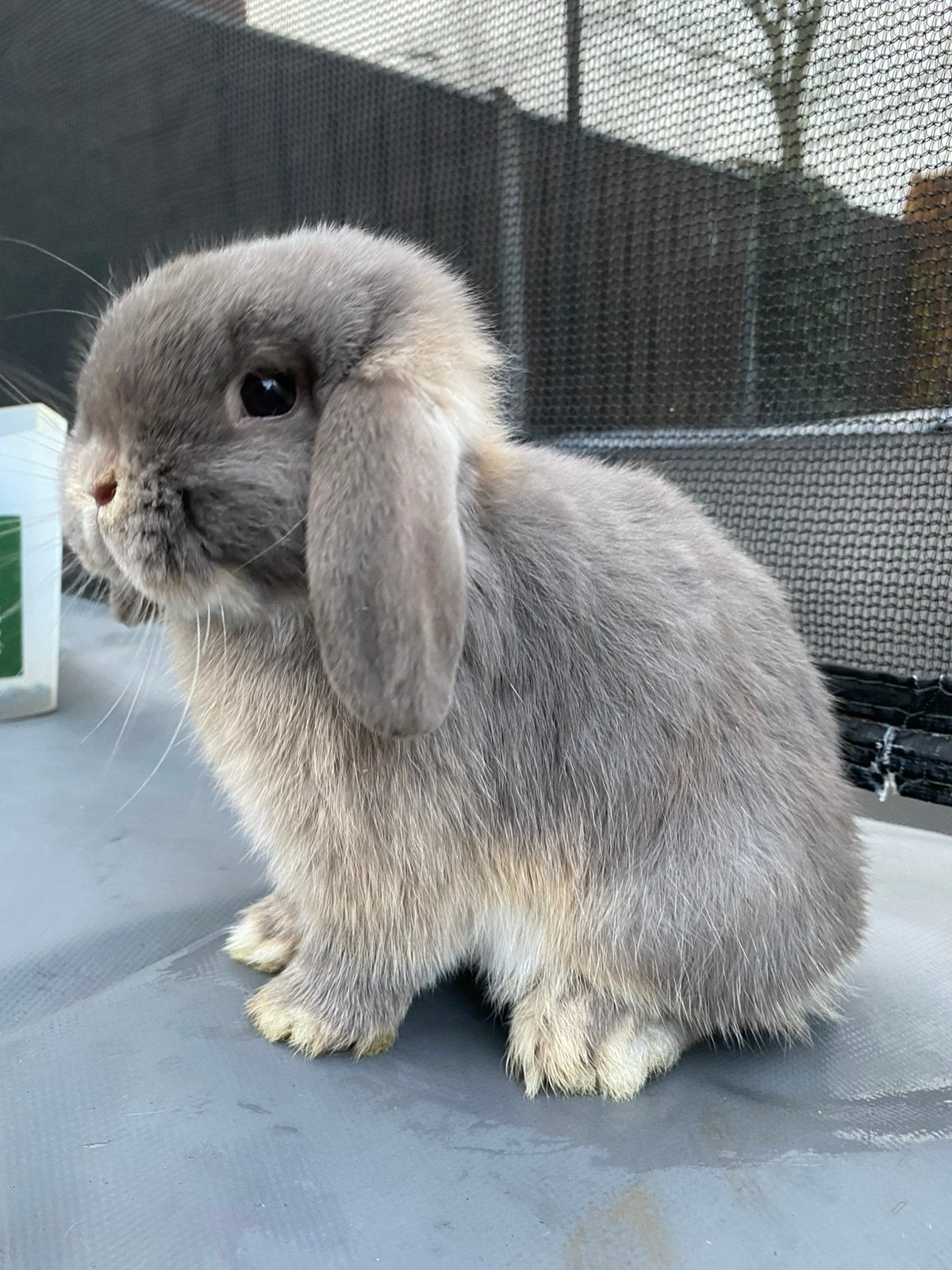 Knappe minilop lilac otter vc ram beschikbaar!, Mannelijk, Dwerg, Hangoor, 0 tot 2 jaar