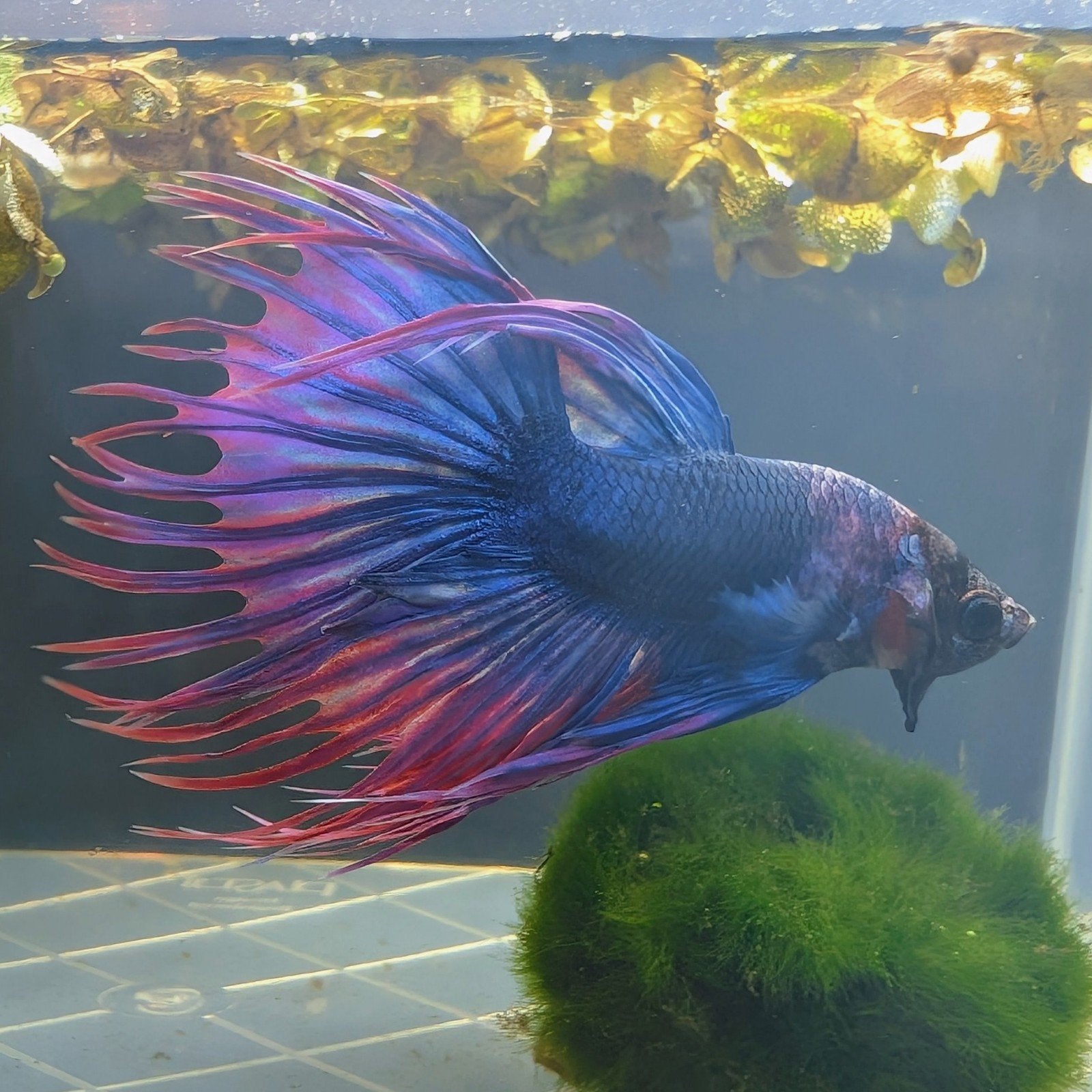 Betta / kempvis mannen, Hagedis, 0 tot 2 jaar