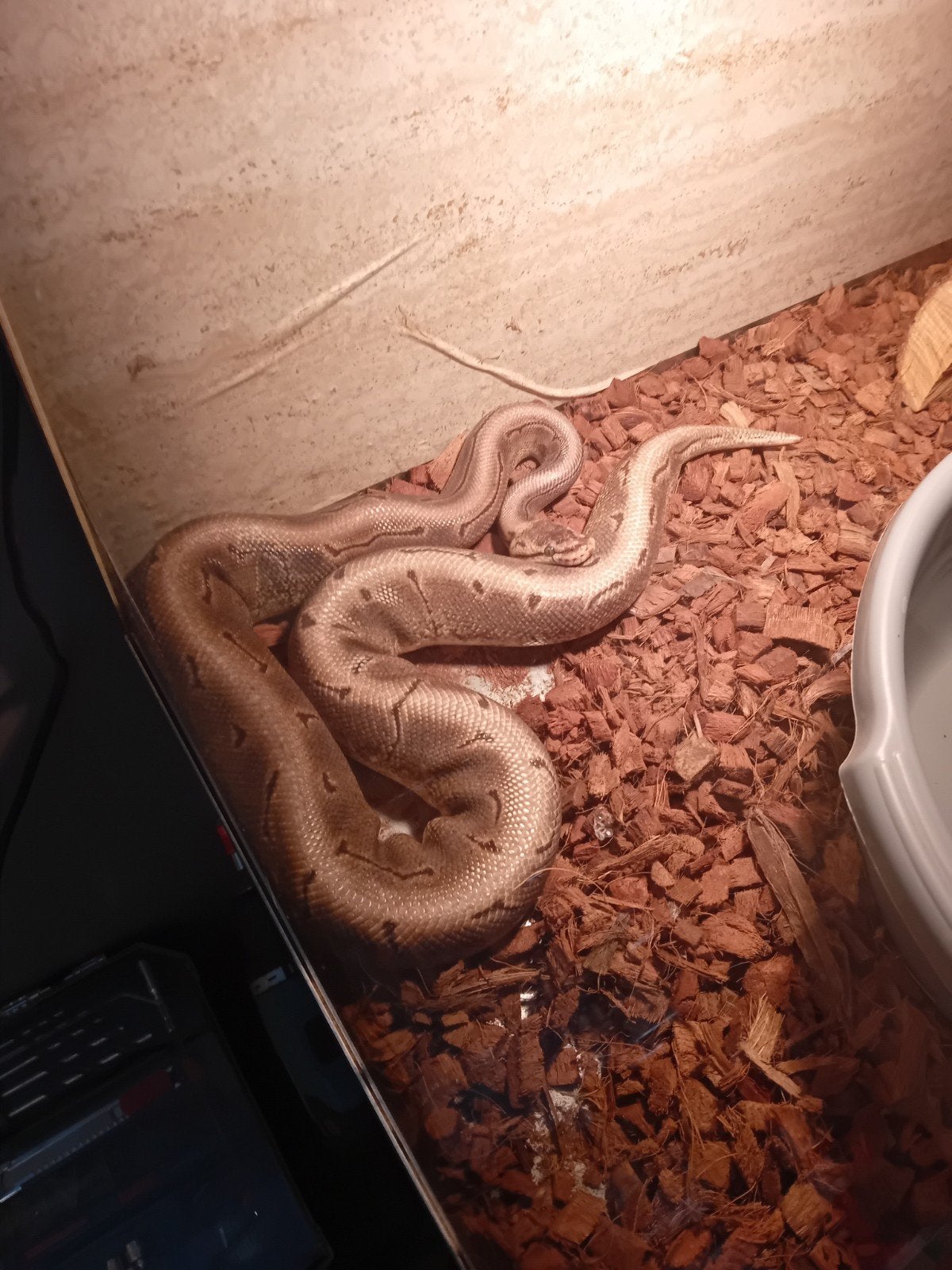 Koningspython Ball Python - unknown for sale from Martine Vroon
