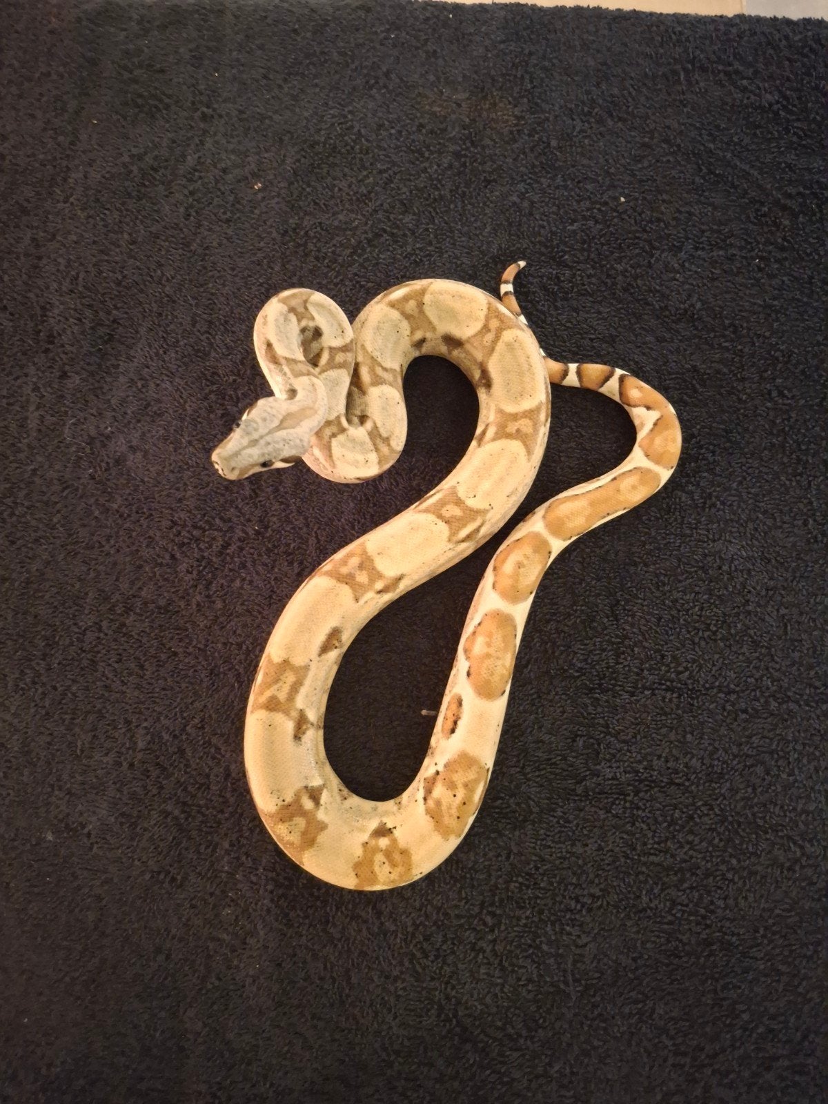 Boa Constrictor Imperator Boa Constrictor photo 8