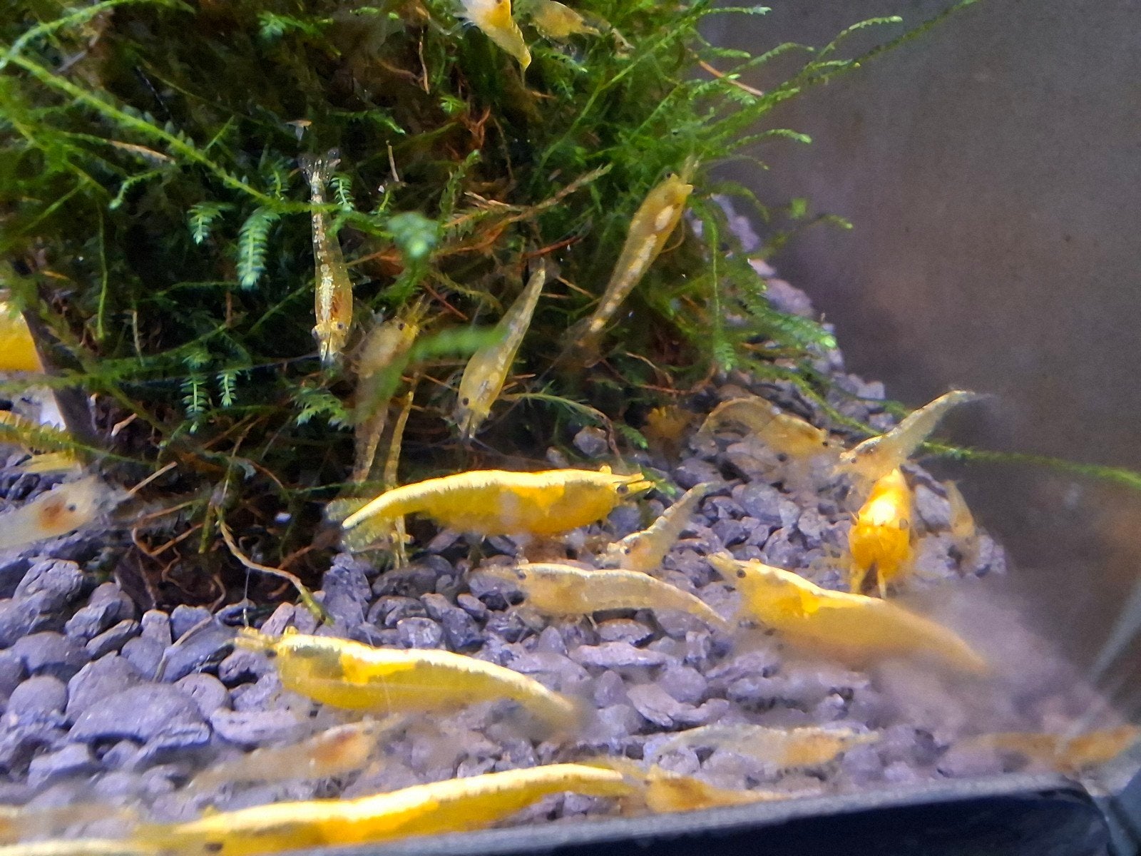 Neo Caridina neon yellow, Dieren en Toebehoren, Kreeft, Krab of Garnaal