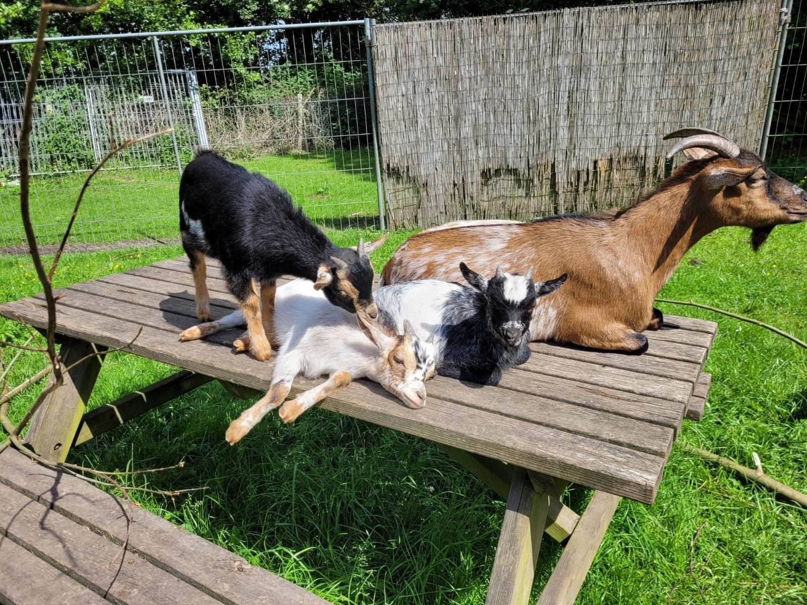 Gratis . Goed tehuis gezocht voor 2 mooie bokjes, Dieren en Toebehoren, Schapen, Geiten en Varkens, Geit, Mannelijk
