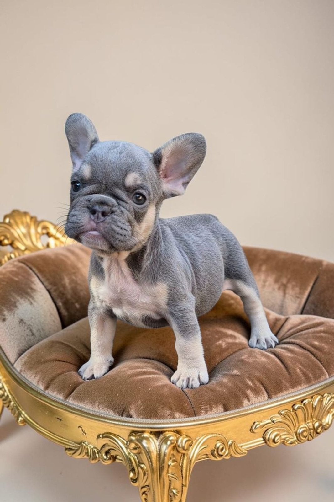👑 Royal Puppies -Raszuivere Franse Bulldog Pups Beschikbaar, 15 weken tot 1 jaar, Buitenland, Bulldog, Meerdere