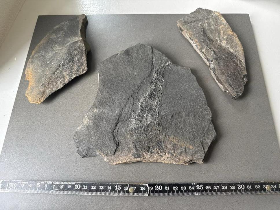 Fossiele afdrukken: prehistorische vis of plantenresten, Ophalen of Verzenden, Fossiel