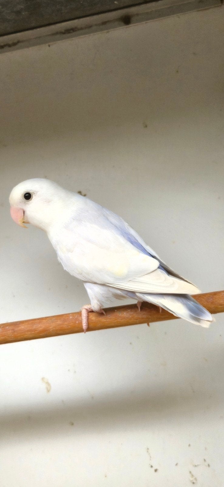 Mooie pallid blauw roseicollie, Mannelijk, Dwergpapegaai of Agapornis